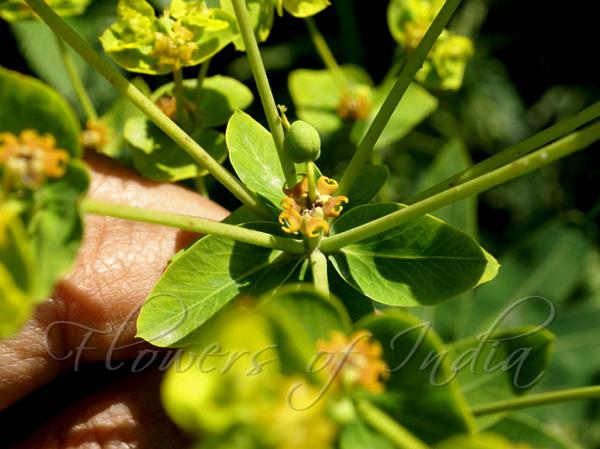 Leafy Spurge